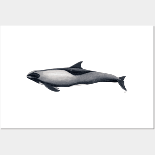 Melon-headed whale Posters and Art